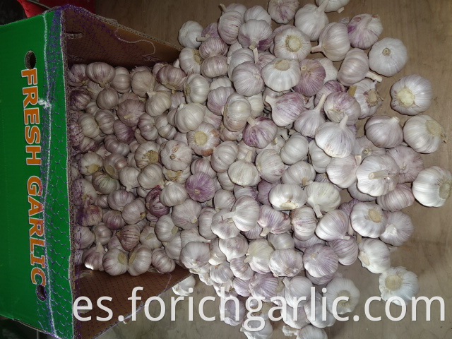 Regular Garlic Price